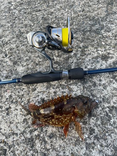 ガシラの釣果