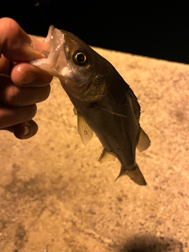 セイゴ（マルスズキ）の釣果