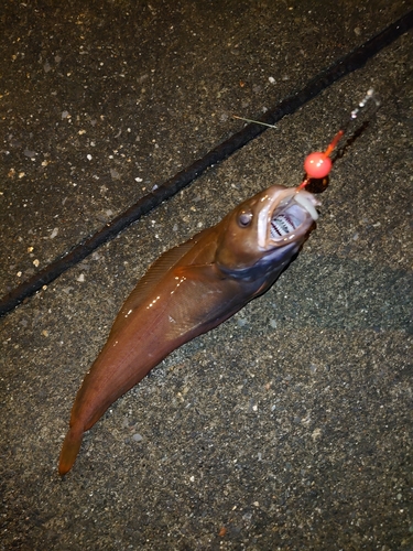 ドンコの釣果