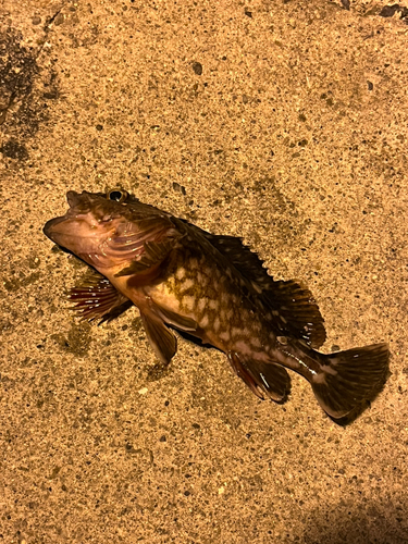 カサゴの釣果