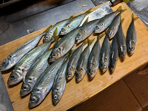 アジの釣果