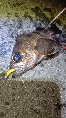 アカメバルの釣果