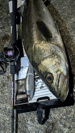 シーバスの釣果