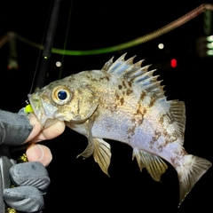 シロメバルの釣果