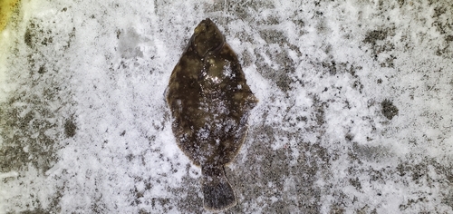 カレイの釣果