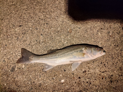 セイゴ（マルスズキ）の釣果