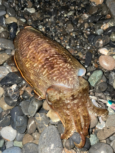 コウイカの釣果