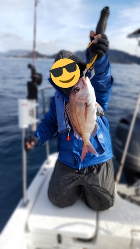 マダイの釣果