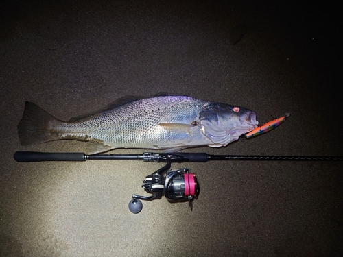 オオニベの釣果