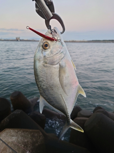 ロウニンアジの釣果