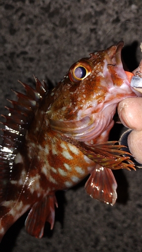 カサゴの釣果