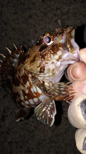 カサゴの釣果