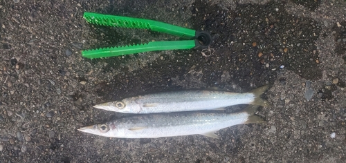 カマスの釣果