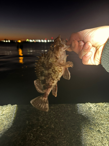 カサゴの釣果