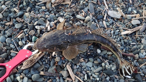 マゴチの釣果