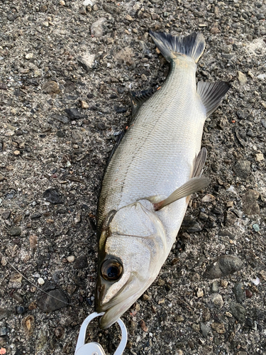 ヒラスズキの釣果