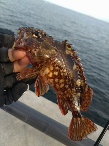 金沢水際線緑地（福浦岸壁）