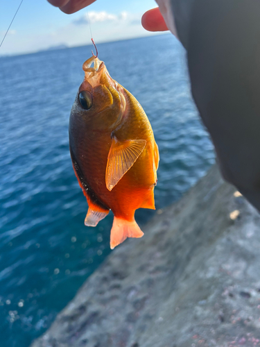 スズメダイの釣果