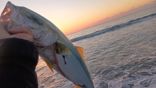 ワラサの釣果