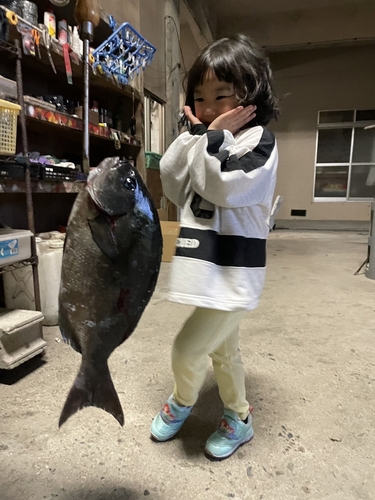 クロメジナの釣果