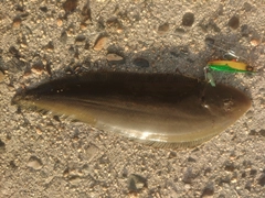 シタビラメの釣果