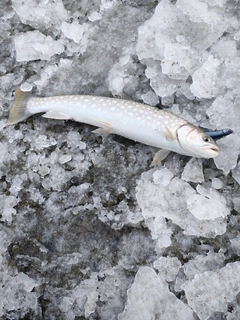 アメマスの釣果