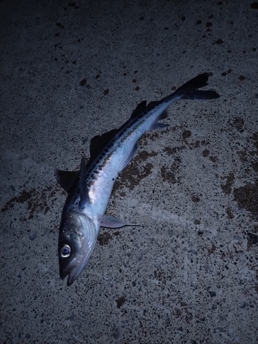 スケトウダラの釣果