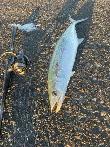 サゴシの釣果