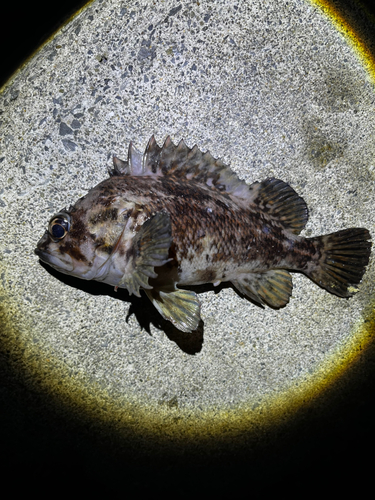 クロソイの釣果