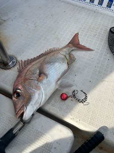 マダイの釣果