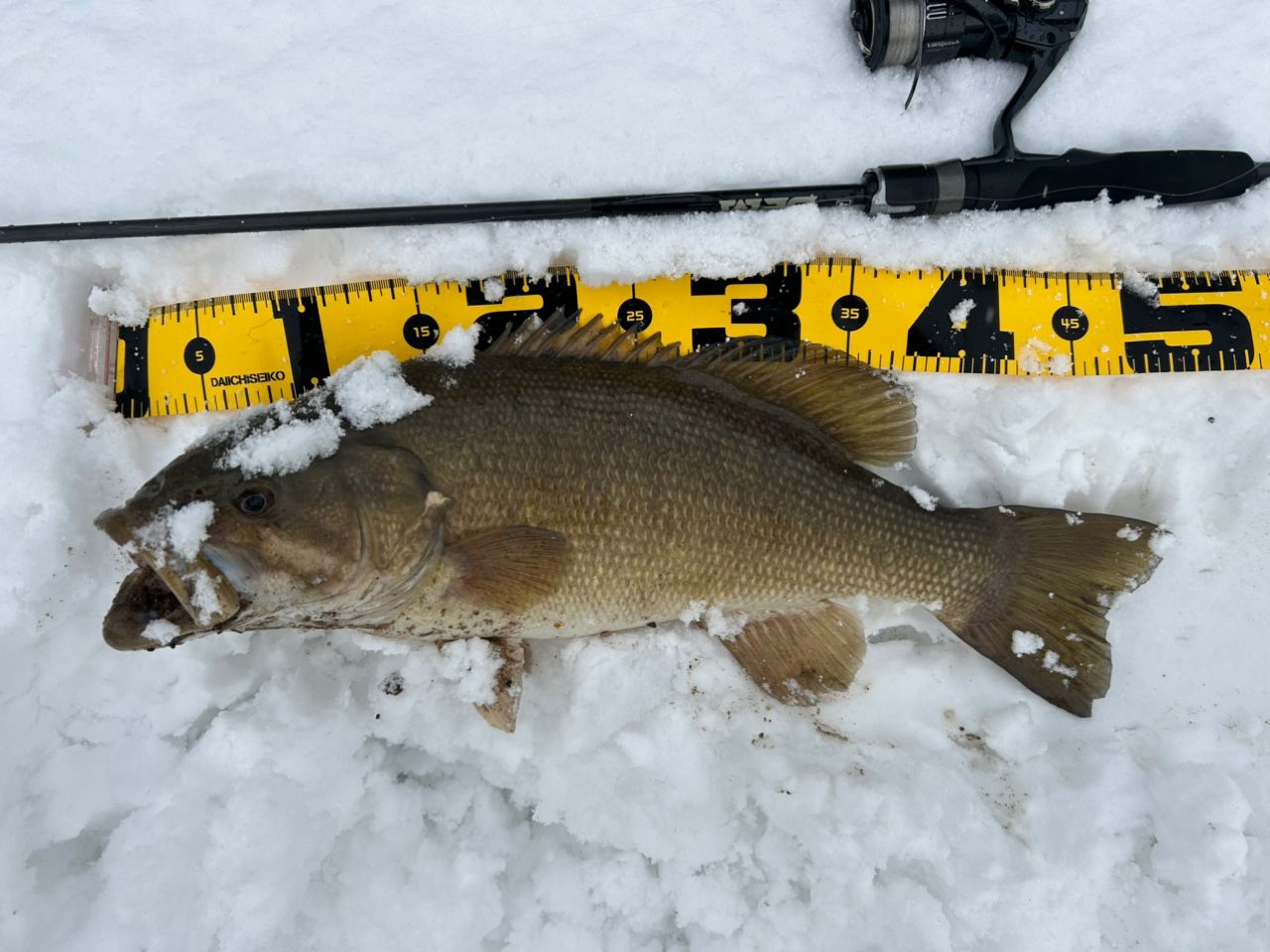 スモールマウスバス