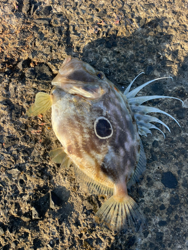 マトウダイの釣果