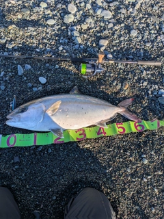 カンパチの釣果