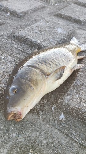 コイの釣果