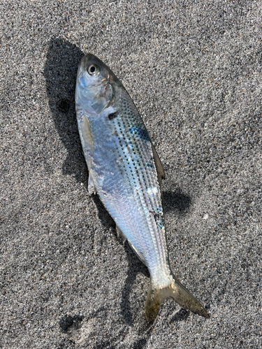 コノシロの釣果