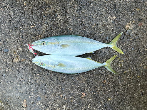 ツバイソの釣果