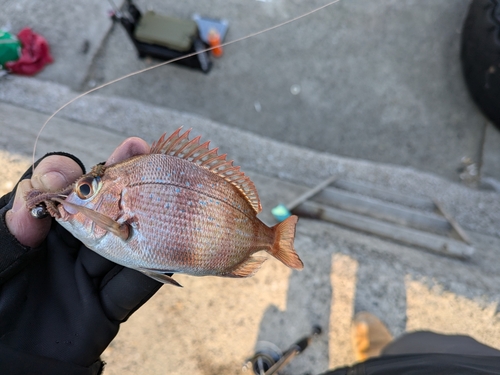 チャリコの釣果