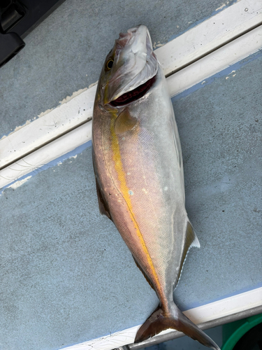 カンパチの釣果