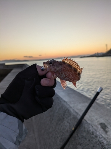 カサゴの釣果