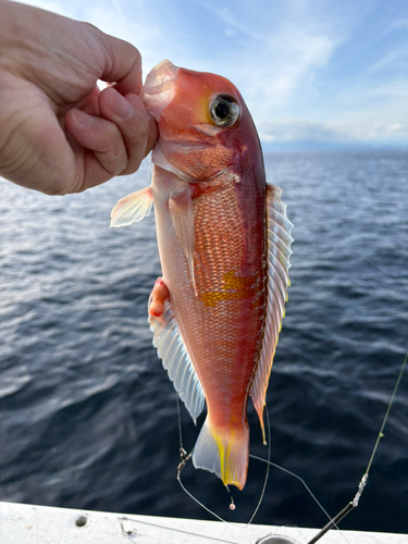 アカアマダイの釣果