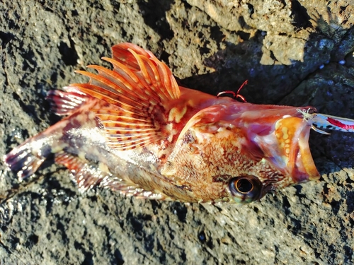 カサゴの釣果