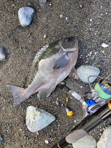 メジナの釣果