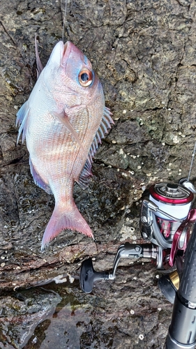 マダイの釣果