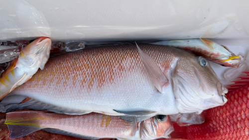 シロアマダイの釣果