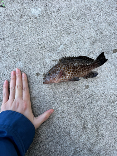 オオモンハタの釣果