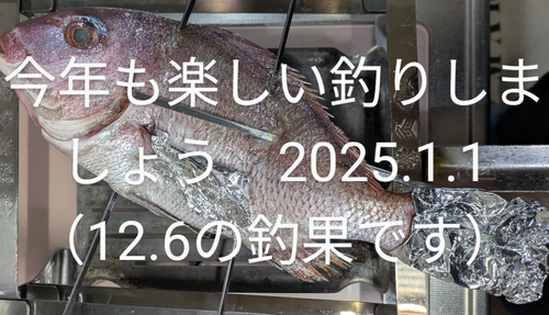 マダイの釣果