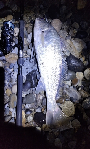 ニベの釣果