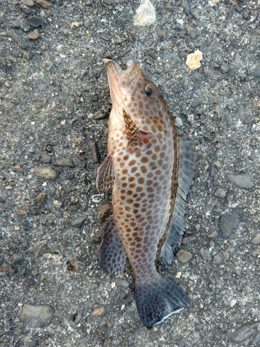 オオモンハタの釣果