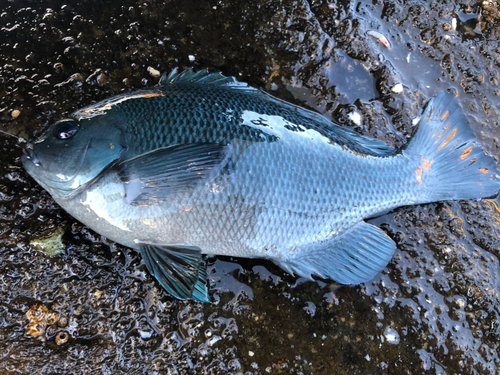 メジナの釣果