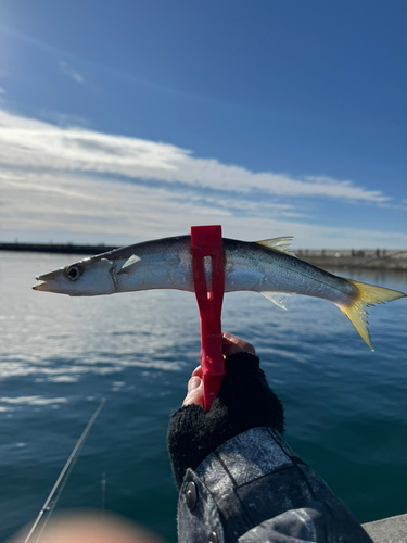 カマスの釣果